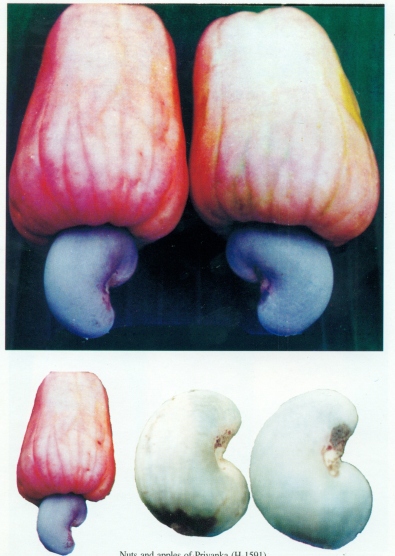 Priyanka (H-1591)